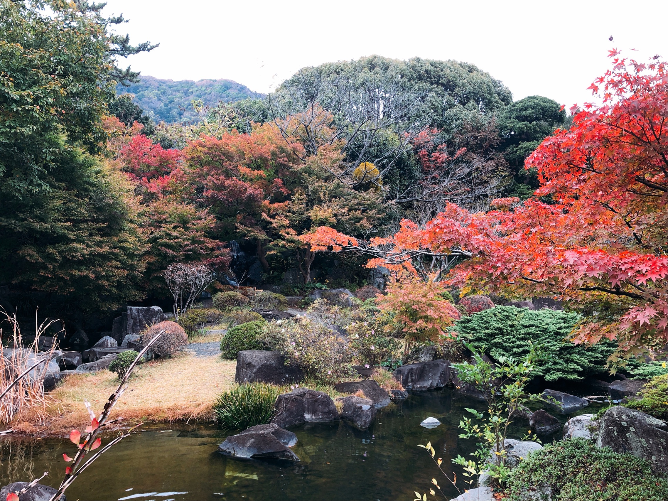 しおさい公園の紅葉。まだ一部だけの色づきだが、池ごしの風景はとても風情がある