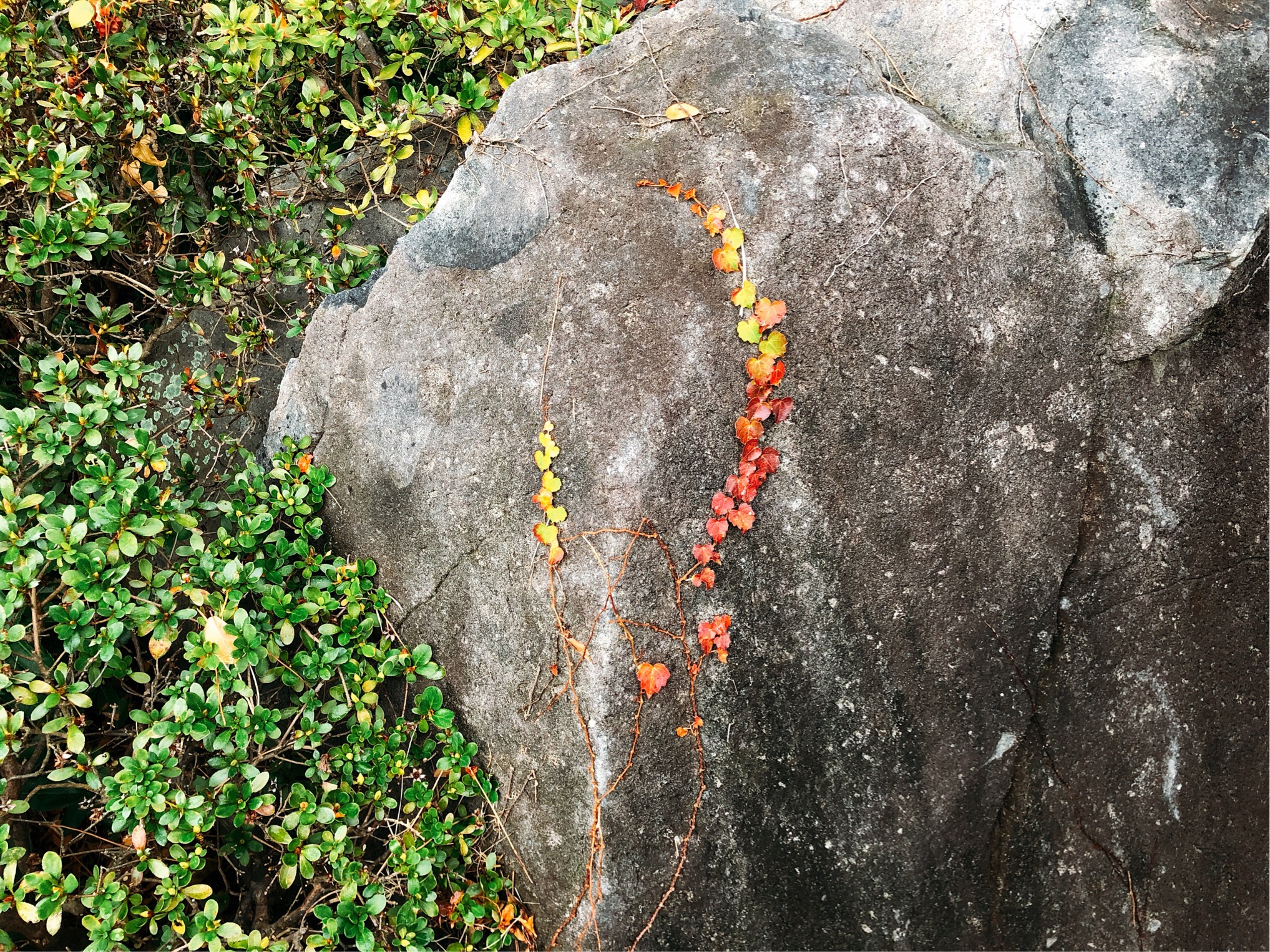 しおさい公園でみつけたもみじのネックレス。ごつごつした岩に紅葉したもみじがそっとかかっていて、可愛らしい。