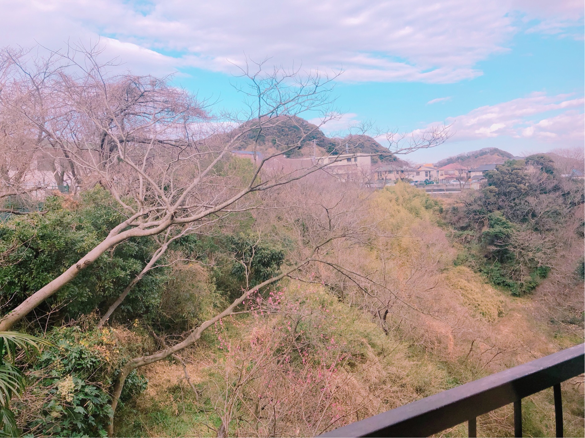 葉山・日の出園から見えた景色。手前に咲く梅と、青空のコントラストが美しい