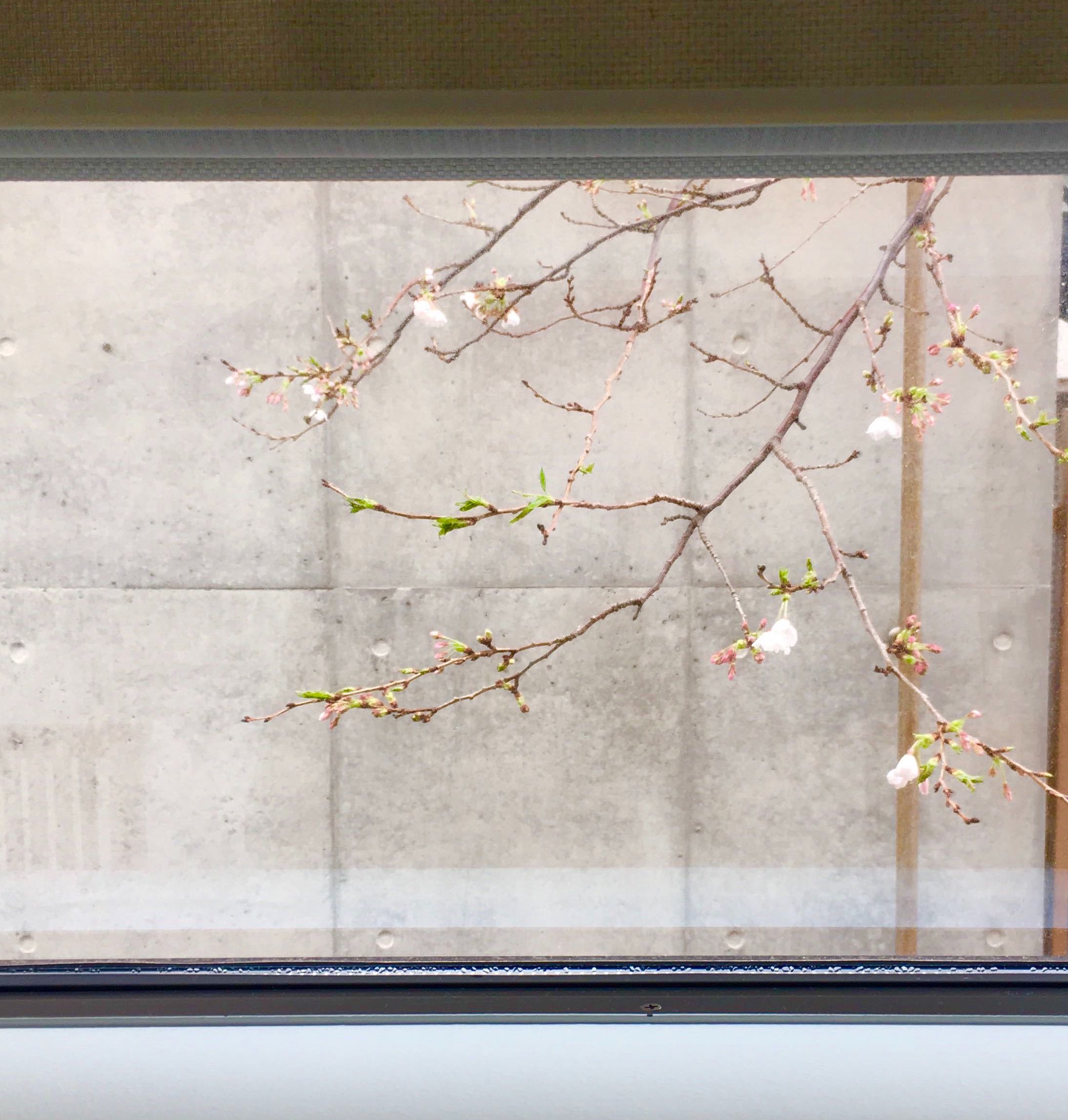 Minamo(水面)のベットルームから見える桜