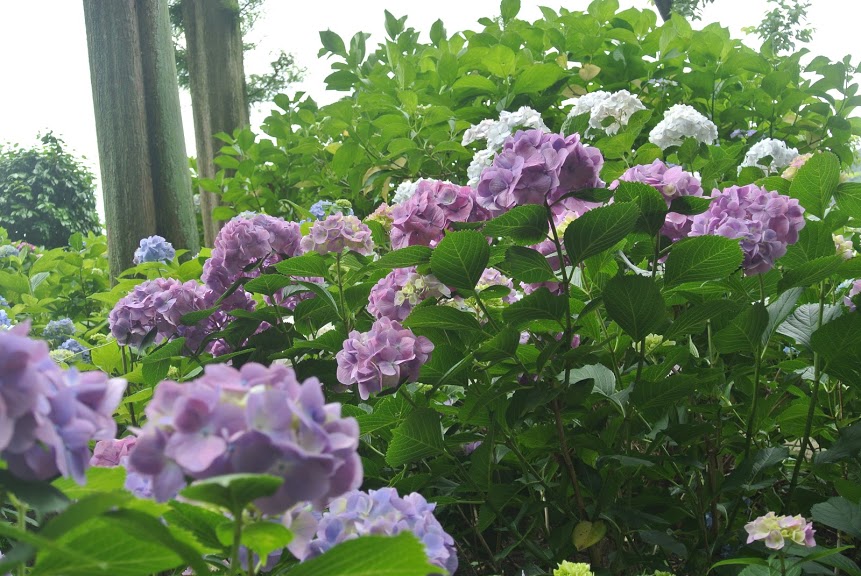 青紫のあじさいがたくさん咲いている
