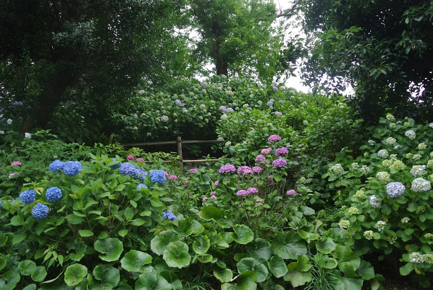 Vol 6月の葉山 紫陽花と梅雨の静寂 Blog The Canvas Hayama Park 葉山公園を庭に 葉山の空気に包まれる旅