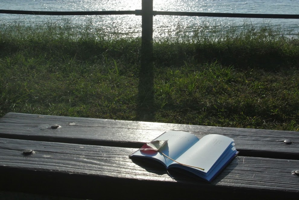 葉山公園のベンチで読む本は、最高の葉山時間だ。