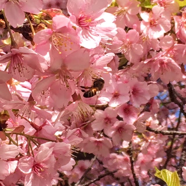 葉山の春。桜が満開。