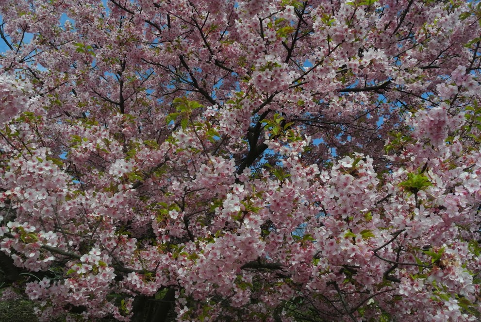 新善行寺の桜。満開。