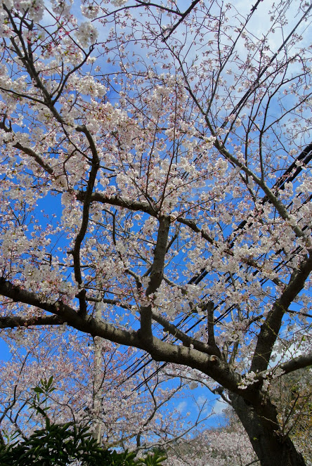 花ノ木公園の桜。空の青に桜のピンクが映えて綺麗。