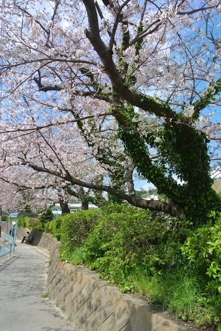 葉山小学校前の桜並木。