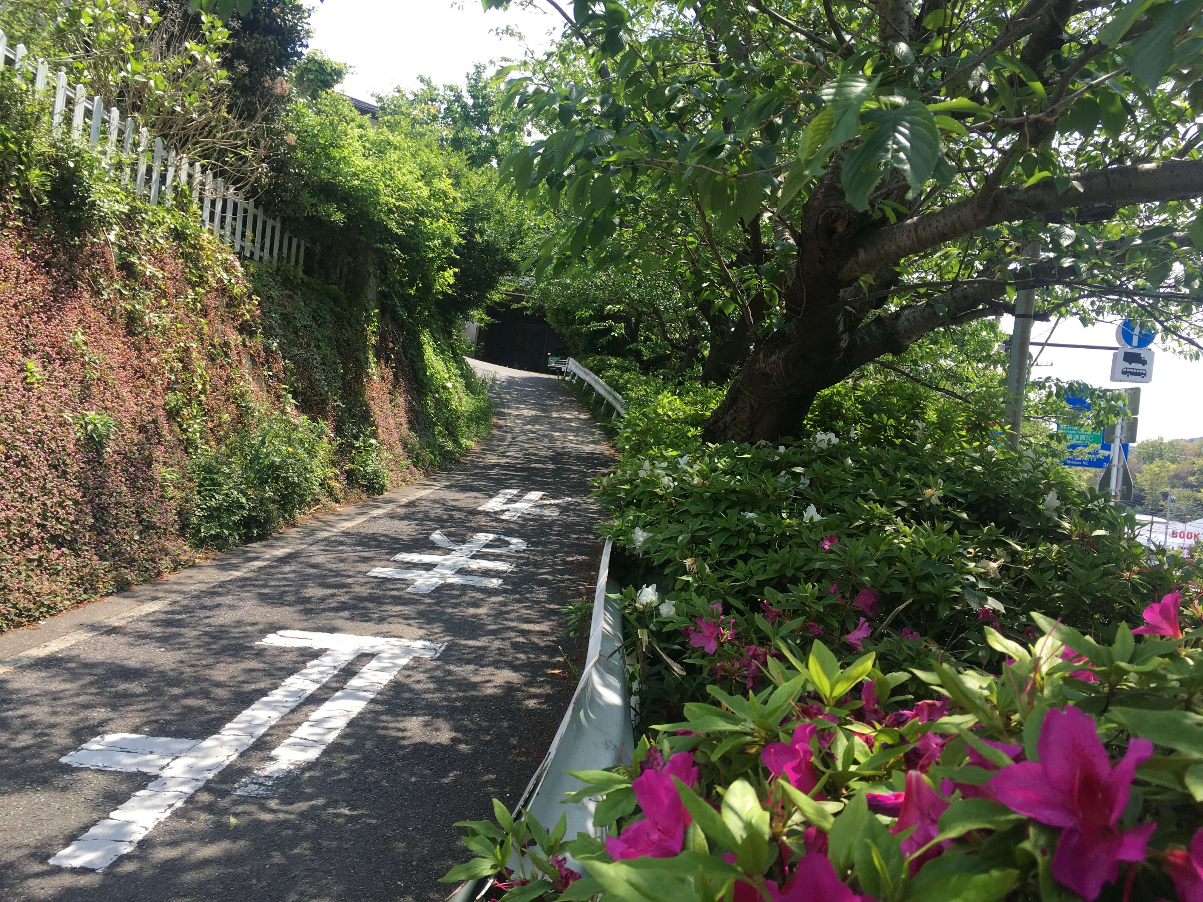 葉山の小道散歩を楽しむ、役場付近の坂道