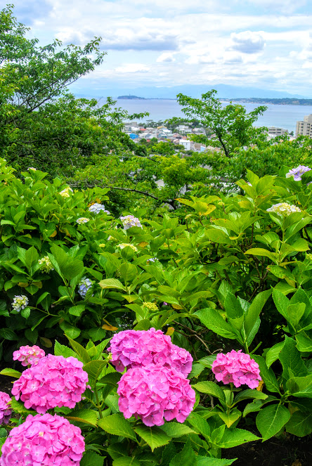紫陽花公園は葉山の高台に位置しており、手前には鮮やかなピンクとブルーの紫陽花、遠く奥には海を見渡せる