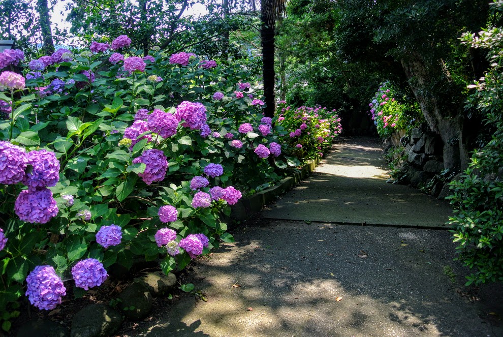 新善行寺へ向かうあじさいの小道。長く続く小道の左手は紫陽花が道の先まで咲き続けている