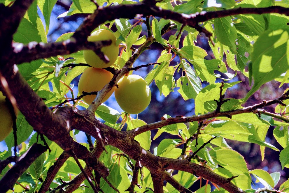 枝にはぷりっとした熟した梅の実がなっている。もうすぐ食べ頃だ。