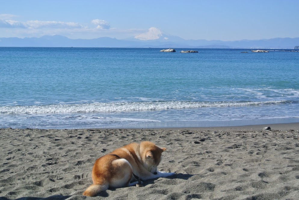 晴れわたる大浜海岸の地平線沿いウには富士山がみえる。浜では柴犬が気持ちよさそうに日なたぼっこをしている。