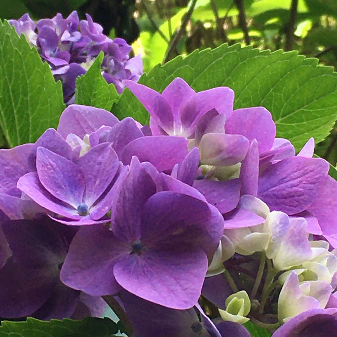 紫色に彩る紫陽花