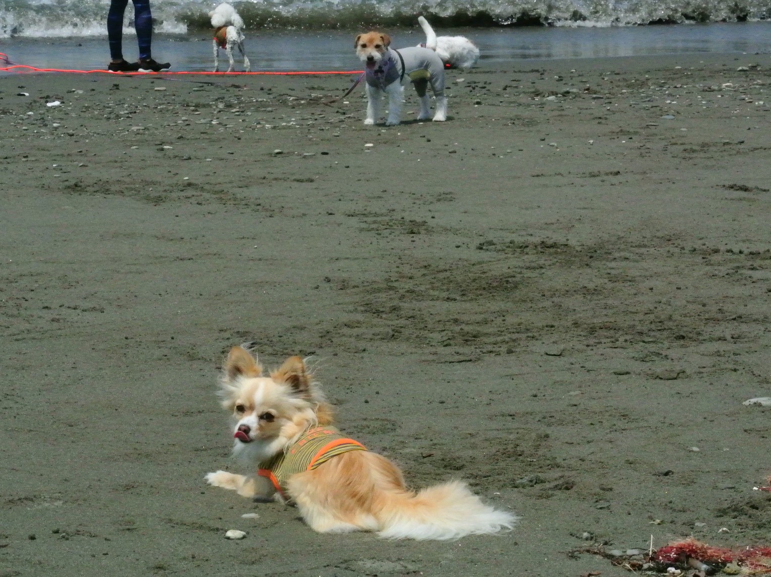 浜辺で振り返る犬
