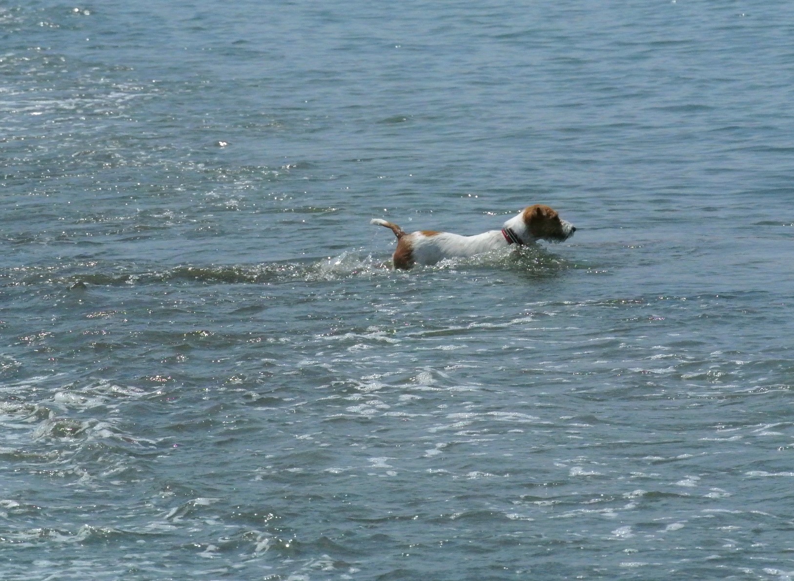 海を泳ぐ犬