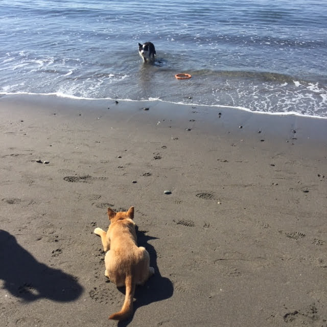 浜辺で伏せる犬